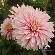 Fairy Idylle Dahlia Tuber