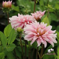 Fairy Idylle Dahlia Tuber