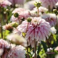 Fairy Idylle Dahlia Tuber