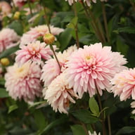 Fairy Idylle Dahlia Knöl