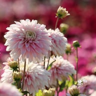Fairy Idylle Dahlia Tuber