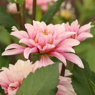 Fairy Idylle Dahlia Knöl