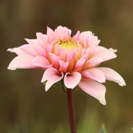 Fairy Idylle Dahlia Knöl