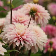 Fairy Idylle Dahlia Knöl