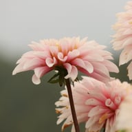 Fairy Idylle Dahlia Knöl