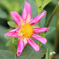 Fancy Pants Dahlia Knöl