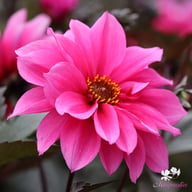 Fascination Dahlia Knöl