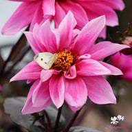 Fascination Dahlia Knöl