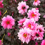 Fascination Dahlia Knöl