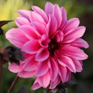 Fascination Dahlia Knöl