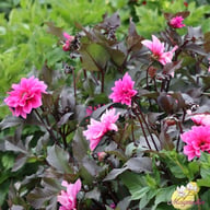 Fascination Dahlia Knöl