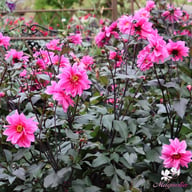 Fascination Dahlia Knöl