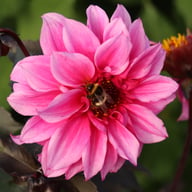 Fascination Dahlia Knöl