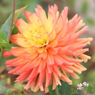 Felida Solar Flare Dahlia Knöl