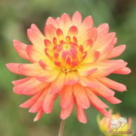 Felida Solar Flare Dahlia Knöl