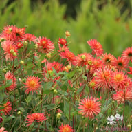 Felida Solar Flare Dahlia Knöl