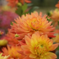 Felida Solar Flare Dahlia Tuber