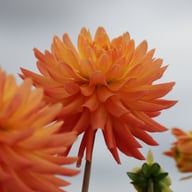 Felida Solar Flare Dahlia Tuber