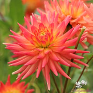 Felida Solar Flare Dahlia Knöl