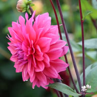 Feline Yvonne Dahlia Tuber