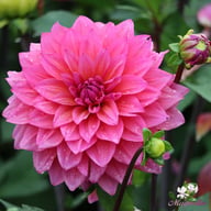Feline Yvonne Dahlia Tuber