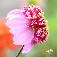 Fenna Baaij Dahlia Tuber