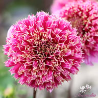 Fenna Baaij Dahlia Tuber