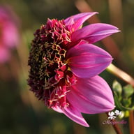 Fenna Baaij Dahlia Tuber
