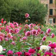 Fenna Baaij Dahlia Tuber