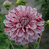 Fern Ridge Painted Lady Dahlia Tuber