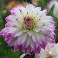 Ferncliff Illusion Dahlia Tuber