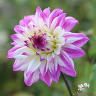Ferncliff Illusion Dahlia Tuber