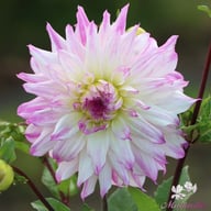 Ferncliff Illusion Dahlia Tuber