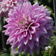Ferncliff Inspiration Dahlia Knöl