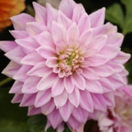 Ferncliff Inspiration Dahlia Knöl