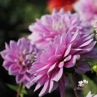 Ferncliff Inspiration Dahlia Knöl