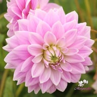 Ferncliff Inspiration Dahlia Knöl