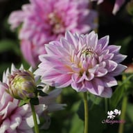 Ferncliff Inspiration Dahlia Knöl