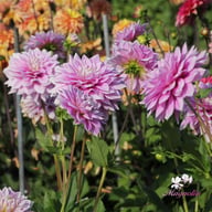 Ferncliff Inspiration Dahlia Knöl