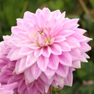 Ferncliff Inspiration Dahlia Knöl