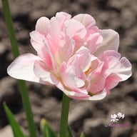 Finola Tulip Bulbs