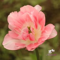 Finola Tulip Bulbs