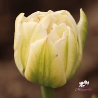 Finola Tulip Bulbs