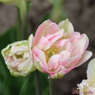 Finola Tulip Bulbs