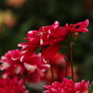 Fiorentina Dahlia Knöl
