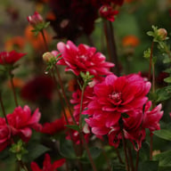 Fiorentina Dahlia Knöl