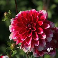 Fiorentina Dahlia Tuber