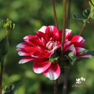 Fiorentina Dahlia Tuber