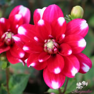 Fiorentina Dahlia Tuber