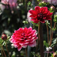 Fiorentina Dahlia Tuber
